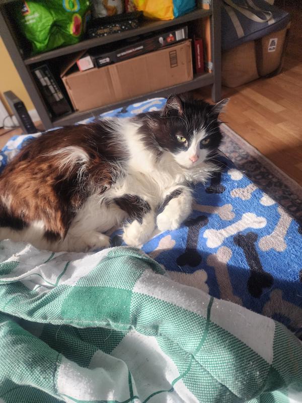 High grade natural wet food cats will go crazy for