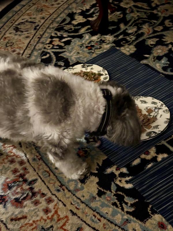 Picky Pup Gives Paw Up