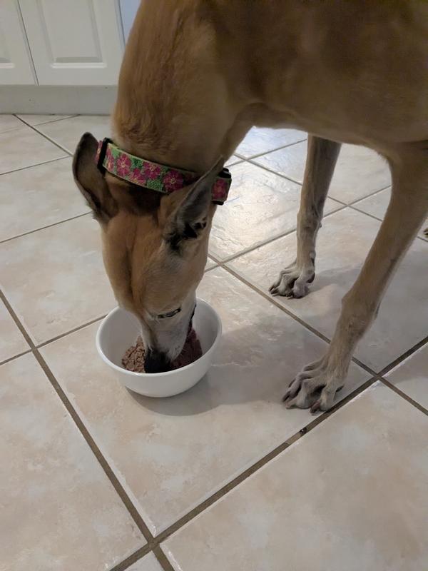 Yummy wet food!