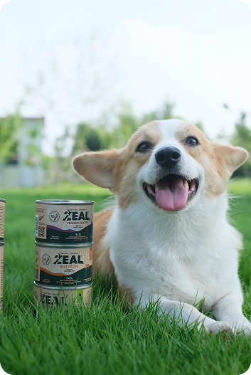 Wet Food